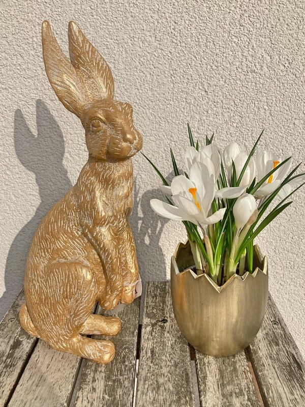 Hase Poly gold XXL
